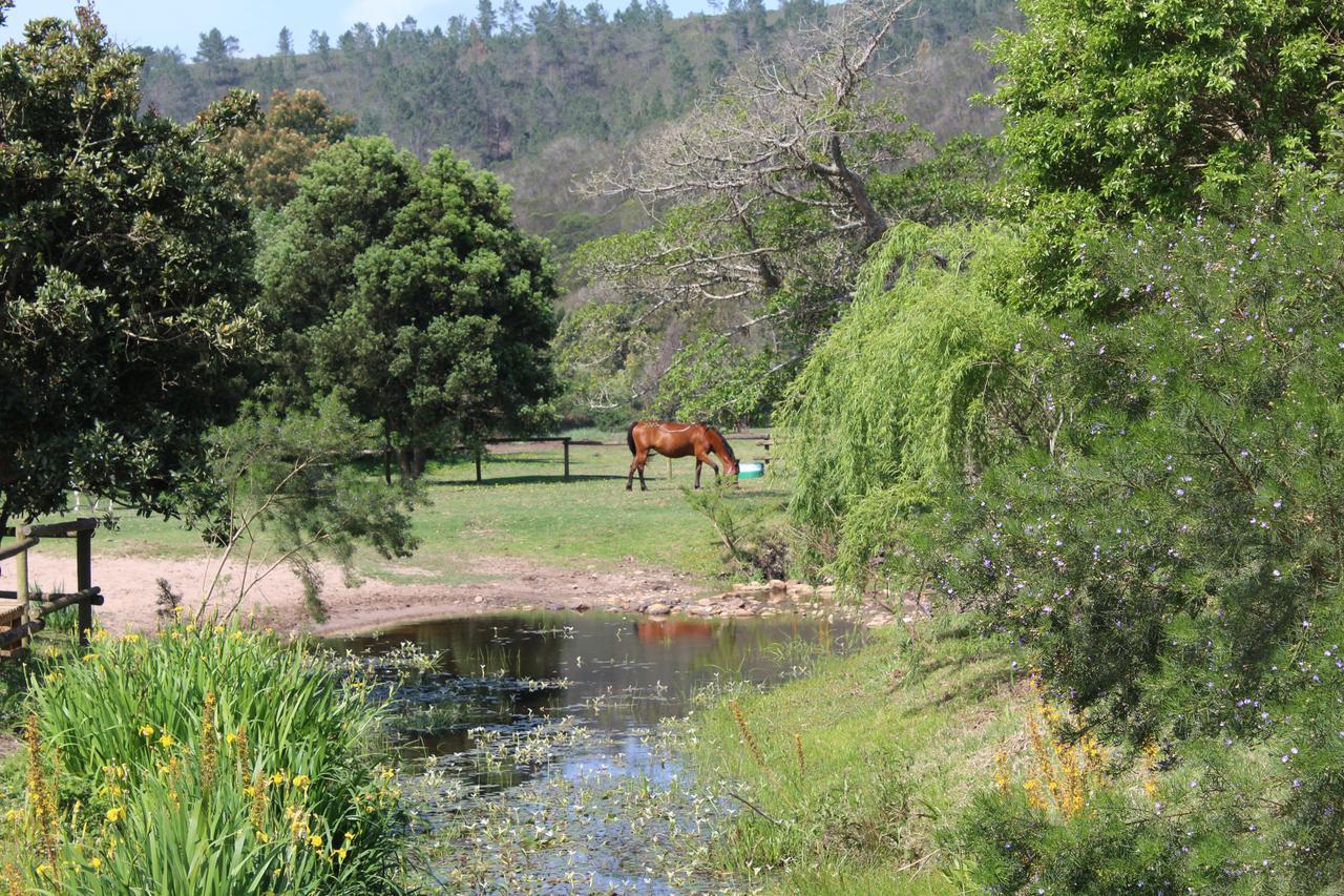 Kingfisher Cottage At Boschrivier Farm Plettenberg Bay Wittedrif Ngoại thất bức ảnh